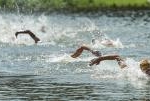 2012 Edmonton ITU Triathlon World Cup