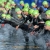 Age group athletes set to overtake Chicago