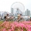 You've already read the scoop on how the races went down at the third stop of the World Triathlon Series in Yokohama. Now hear what the athletes had to say about it. 