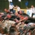 Lorient World Cup Preview