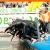 2016 Lisbon ETU Triathlon European Championships - deadline is 22nd April - Next Friday !