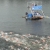 3. Hamburger Freiwasserschwimmen