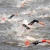 Triathlon Essentials 04: Swim Core